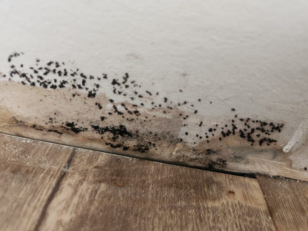 Mold Damage