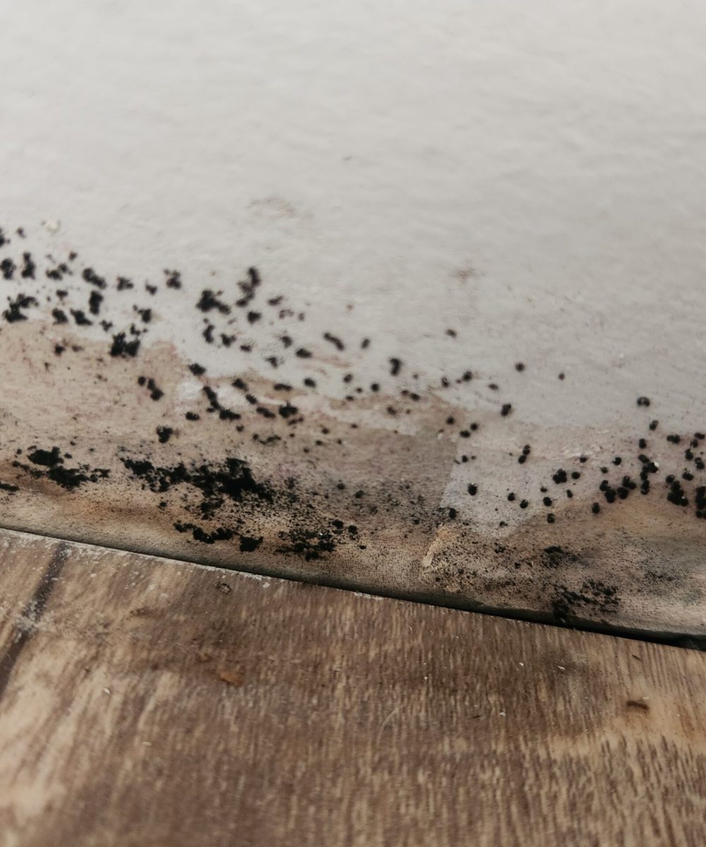 Mold behind drywall before removal